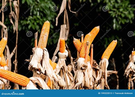 Dry Corn Cob With Mature Yellow Corn Growing Ready For Harvest In An Agricultural Field Stock