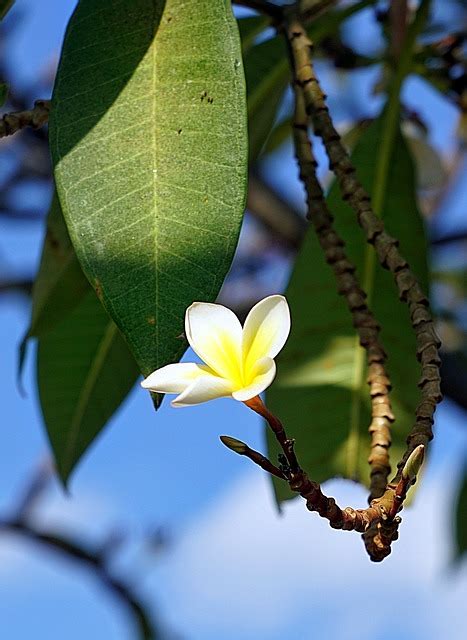 Plumeria Fleur Blanche De Photo Gratuite Sur Pixabay Pixabay