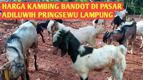 Harga Kambing Bandot Di Pasar Adiluwih Pringsewu Lampung Youtube