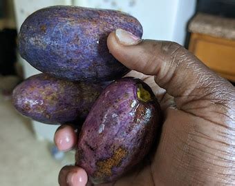 Ube Safou Atanga African Plum Butternut Tree Bush Pear By Sisi Elede Etsy