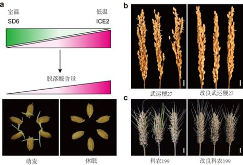 遗传发育所水稻小麦穗发芽研究获进展 中国科学院