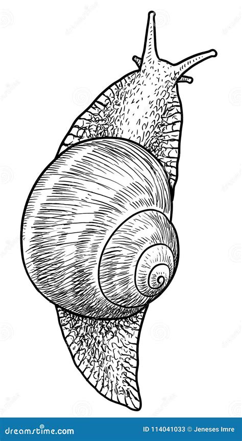 Ejemplo Del Caracol De Jard N Dibujo Grabado Tinta L Nea Arte