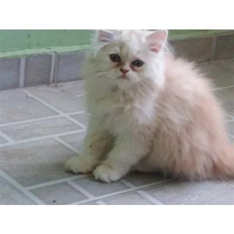 Filhote Macho Gato Persa 2 Meses E Meio Em Brasil Clasf Animais