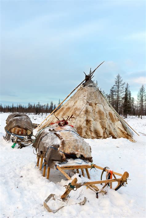 Viaje Viviendo Con Los Nenets Pastores De Renos Siberia Originalnature