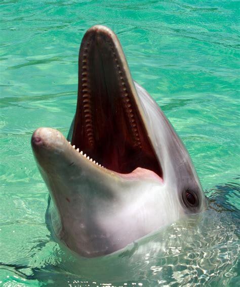 Dolphin Teeth Photograph by Bob Slitzan