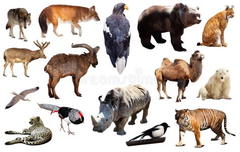 Asia animals isolated stock photo. Image of monitor - 205968904