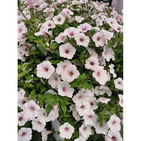 Supertunia Vista Silverberry Sadzonki V