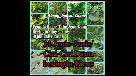 Ciri Ciri Jenis Daun Beringin Ficus Ada Berapa Jenis Beringin Ficus