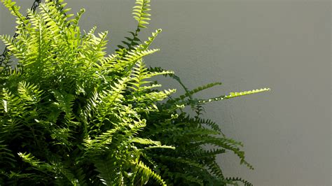 Use These Methods To Propagate Boston Fern