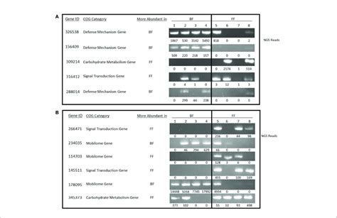 Gene Amplification A B Non Quantitative Pcr Was Used To Validate