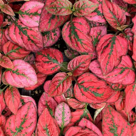 Hypoestes Seeds, Red, Flower Seeds#039 – Mays Garden Seed