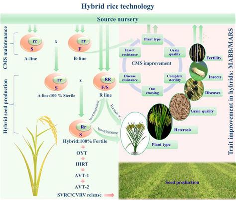 Hybrid Rice Research Current Status And Prospects Intechopen