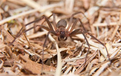 Brown Recluse Identification