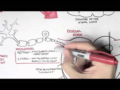 Pain Physiology The Ascending Pathway Descending Pain Pathway And