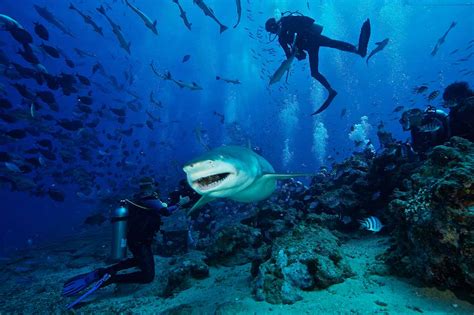 22 Best Scuba Diving Destinations In The World FREEYORK