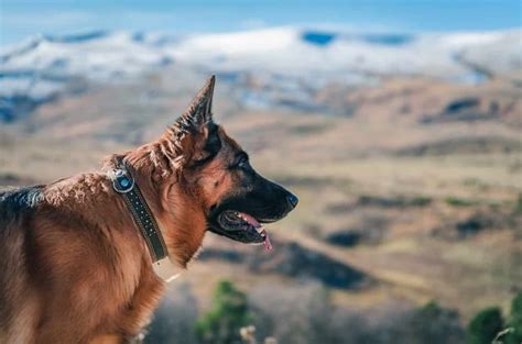 7 Best Collars For German Shepherds Reviews Anything German Shepherd