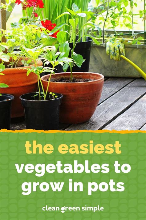 The Easiest Vegetables To Grow In Pots Clean Green Simple