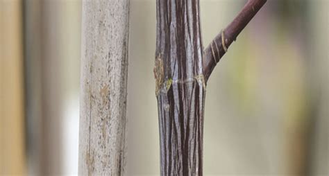 LES ARBRES ET ARBUSTES A ECORCES DECORATIVES