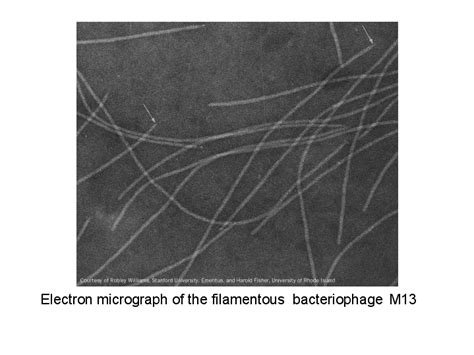 Electron micrograph of the filamentous bacteriophage M13 | Electrons ...