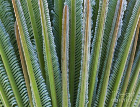 Hawaiian Fern Photograph by Darcy Michaelchuk