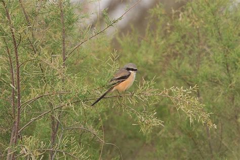 Birds of Saudi Arabia: Wildlife