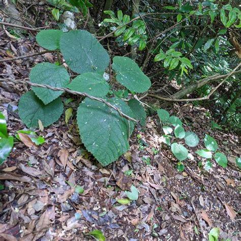 Ortica Gigante Dell Australia La Pianta Velenosa Che Fa Impazzire La