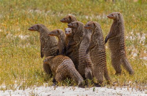 African Mongoose | Tarangire National Park, Tanzania 2019 | Steve ...