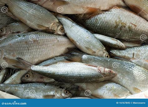 Ray-finned Fish Royalty Free Stock Photo - Image: 16167845