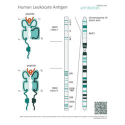 Pathways Human Leukocyte Antigen HLA In Adaptive Immune Response