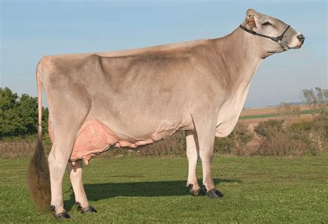 Brown Swiss Cattle Info Size Lifespan Uses And Pictures