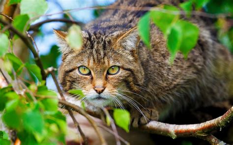 壁纸 树叶 性质 草 绿色 野生动物 晶须 丛林 Ocelot 野猫 山猫 动物群 脊椎动物 特写 猫像哺乳动物