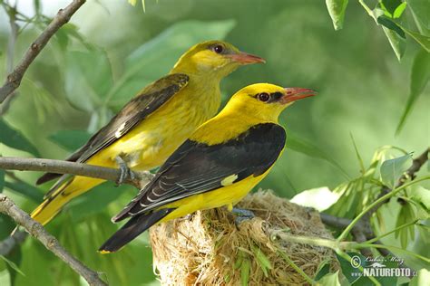 Golden Oriole Photos Golden Oriole Images Nature Wildlife Pictures