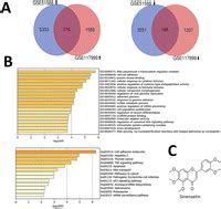 Sinensetin attenuates IL 1β induced cartilage damage and ameliorates