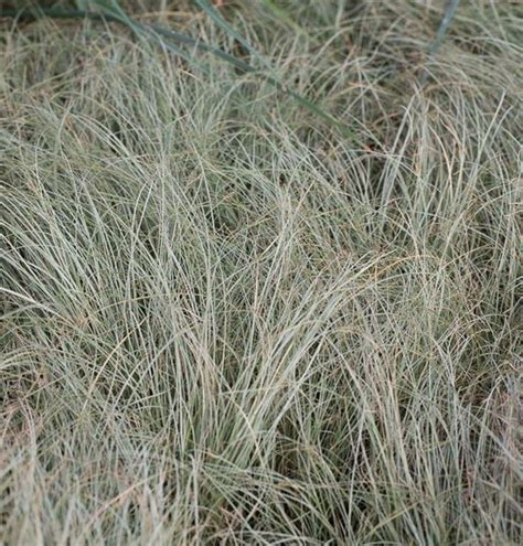 Carex Albula Frosted Curls