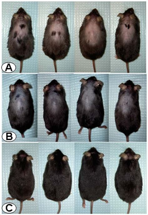 In Surprise Finding Bald Mice Get Furry Again The New York Times