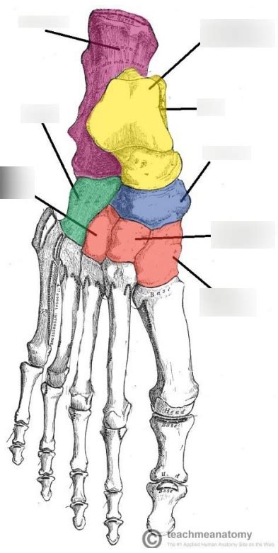 Chapter 8 - Tarsal Bones Diagram | Quizlet