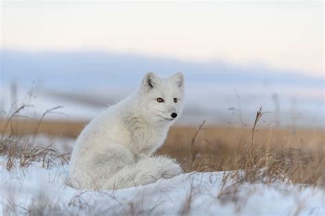 Premium Photo Arctic Fox Vulpes Lagopus In Wilde Tundra Arctic Fox