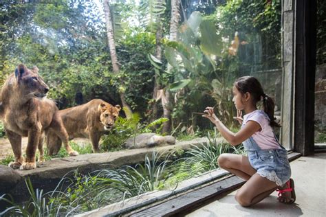 Bali Zoo Entrance Ticket Getyourguide