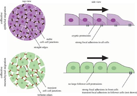 Collective Migration Of Epithelial Cells And Mesenchymal Cells