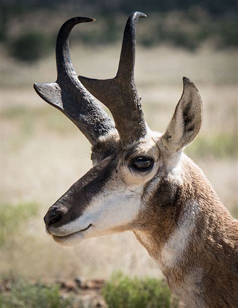 Pronghorn Of New Mexicos High Plains New Mexico Wildlife Magazine