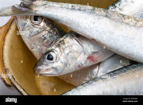 Fresh Pilchards Hi Res Stock Photography And Images Alamy