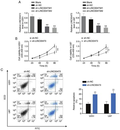 Linc00473 Knockdown Suppresses Glioma Cell Proliferation Migration And Download Scientific