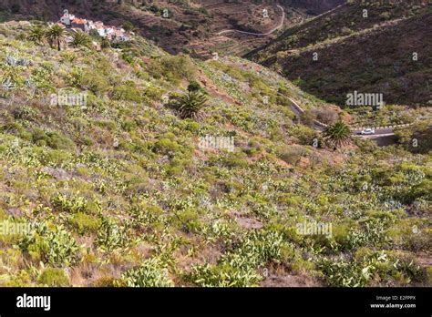 Spain Canary Islands Tenerife Island Teno Rural Park Masca Village And