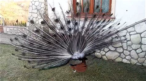 Paw indyjski, paw niebieski, paw zwyczajny (Pavo cristatus) - dorosły ...