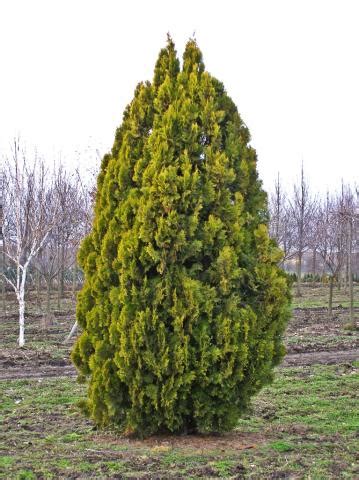 Thuja orientalis Pyramidalis Aurea Zerav Starkl zahradník spol