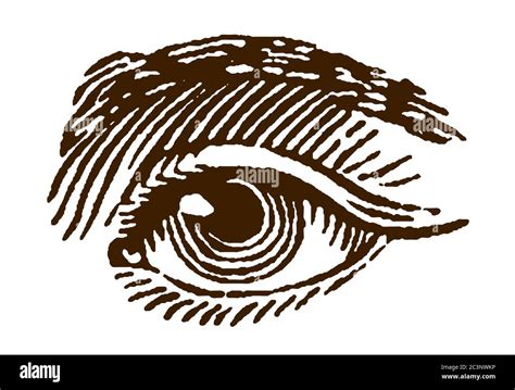 Close up of a human eye, pupil and iris Stock Vector Images - Alamy