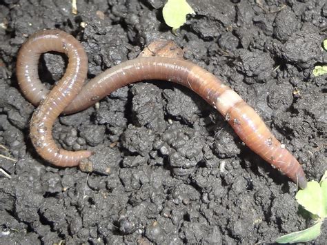 Invasive Jumping Worms  Will They Make An Impact In Our Area Clwa