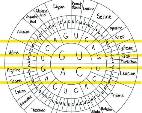 Amino Acids Chart Codons