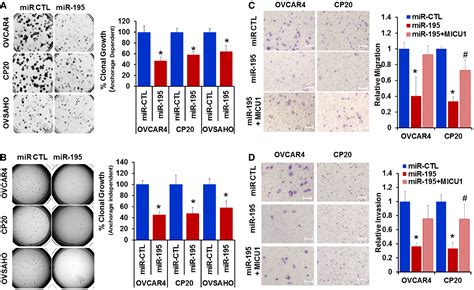 Microrna Controls Micu Expression And Tumor Growth In Ovarian