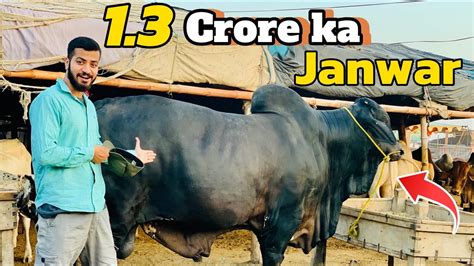 Qurbani Ka Crore Ka Janwar Expensive Cow Mandi Ke Khoobsurat